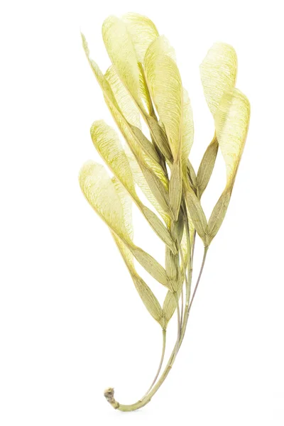 Mazzo di semi di frassino — Foto Stock