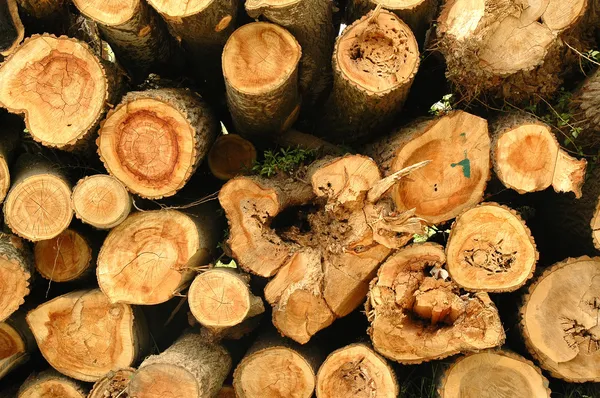 Montón de troncos de pino — Foto de Stock