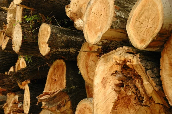 Pilha de troncos de pinheiros — Fotografia de Stock