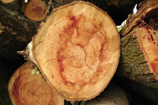 Montón de troncos de pino —  Fotos de Stock