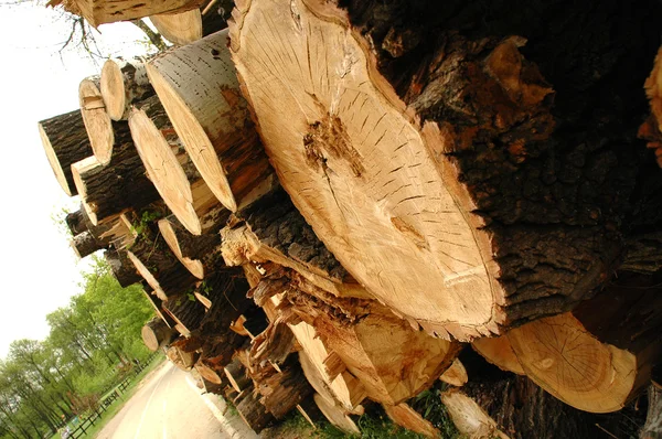Çam ağacı kütükleri yığını — Stok fotoğraf