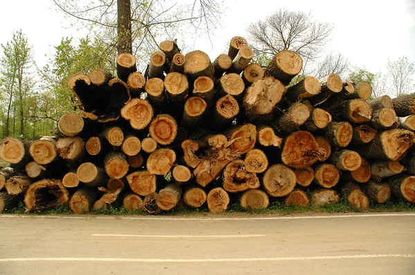 Mucchio di tronchi di pino — Foto Stock