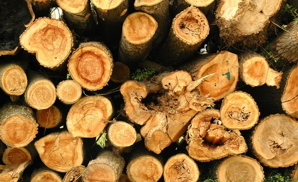 Pile of pine tree logs — Stock Photo, Image