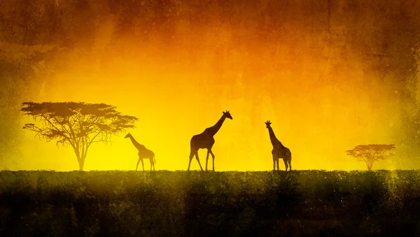 Африканский пейзаж — стоковое фото