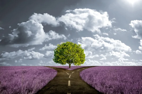 Crossroad in lavender meadow — Stock Photo, Image