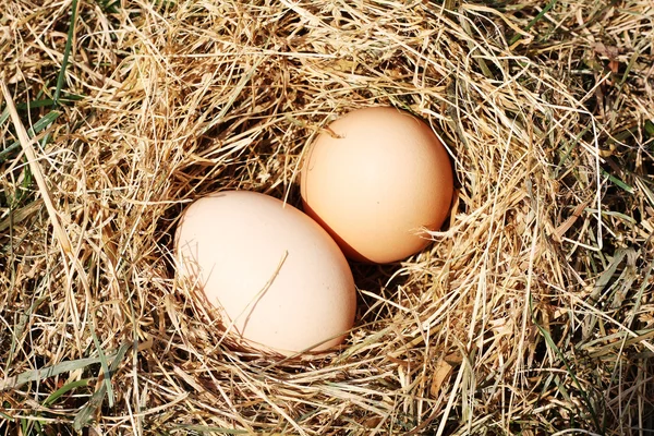 stock image Eggs