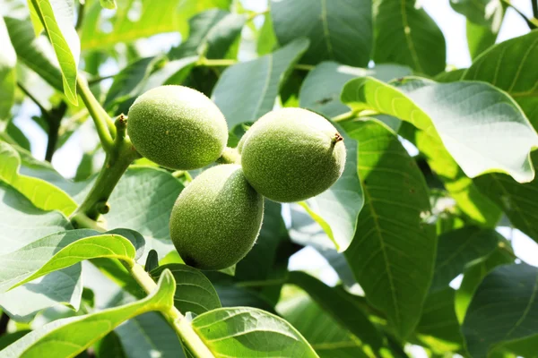 stock image Green walnut