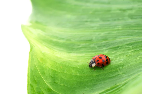 Coccinelle — Stock Photo, Image