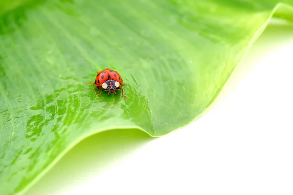 stock image Coccinelle