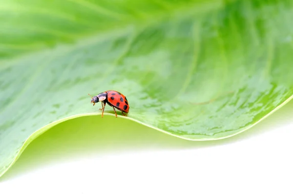 stock image Coccinelle