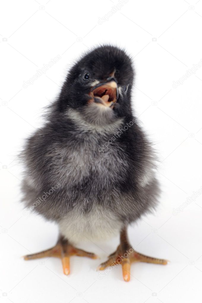stubenküken — Stockfoto © perig76 #3466419