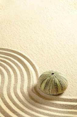 Urchin in sand clipart