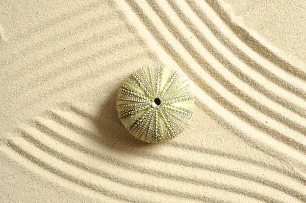 Urchin in sand — Stock Photo, Image