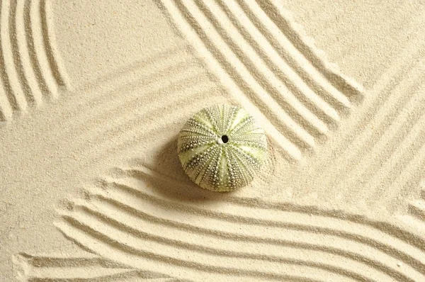 Urchin na areia — Fotografia de Stock