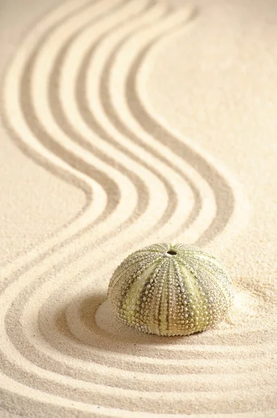 Urchin in zand — Stockfoto