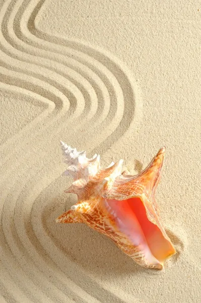 Muschel im Sand — Stockfoto