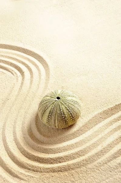 stock image Urchin in sand