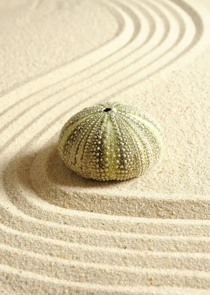 Arici în nisip — Fotografie, imagine de stoc
