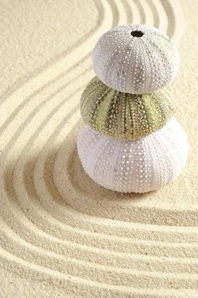 Riccio in sabbia — Foto Stock