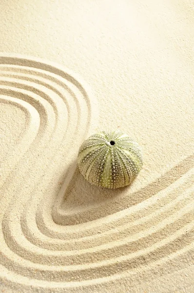 Urchin ในทราย — ภาพถ่ายสต็อก