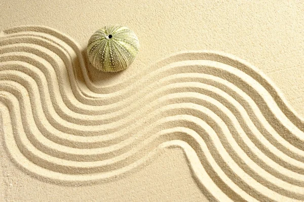Seeigel im Sand — Stockfoto