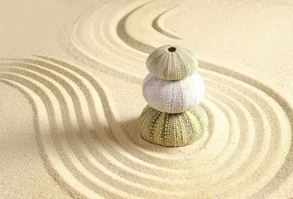 砂のウニ — ストック写真