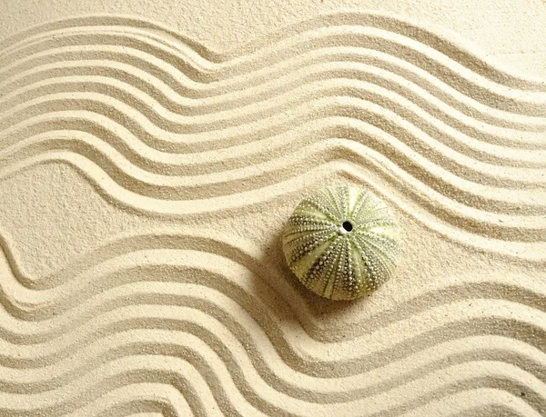 Urchin na areia — Fotografia de Stock