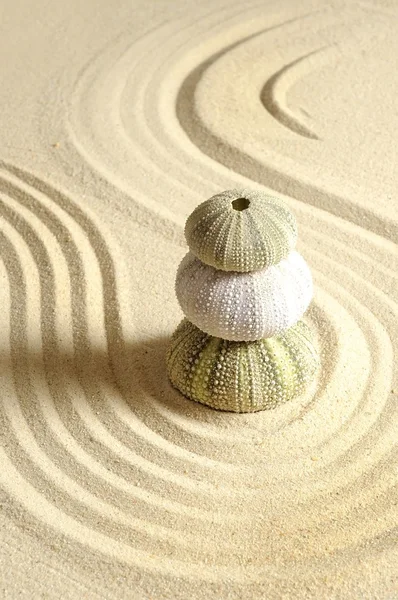 砂のウニ — ストック写真