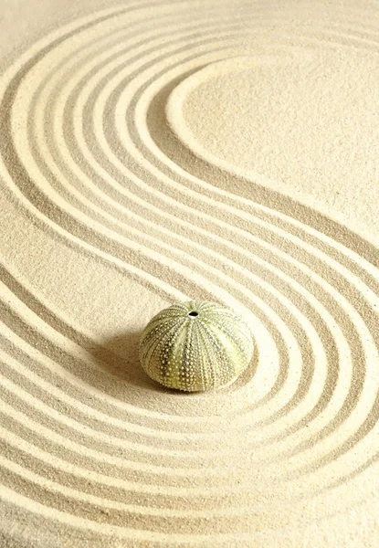 Urchin kum — Stok fotoğraf