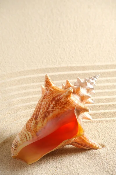 Shell in sabbia — Foto Stock