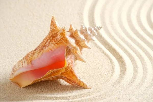 Shell in sand — Stock Photo, Image