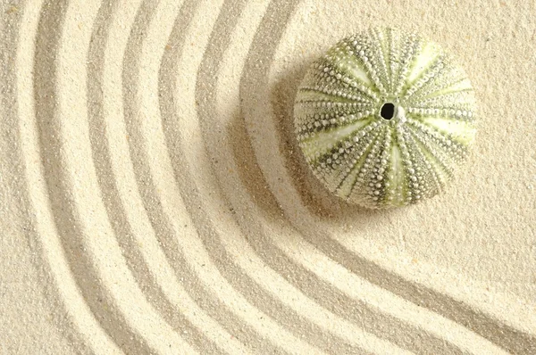 Seeigel im Sand — Stockfoto