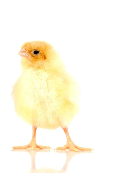 stock image Chick