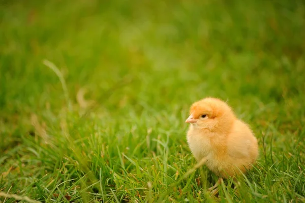 stock image Chick