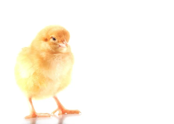 stock image Chick