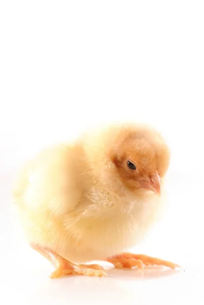 Stock image Chick