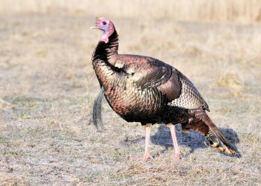 Wild Türkiye