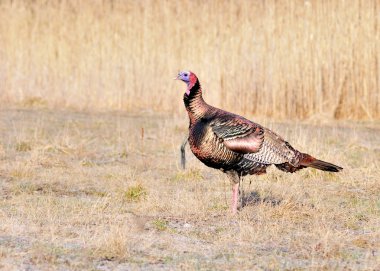 Wild Türkiye