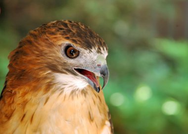 Red-tailed Hawk clipart