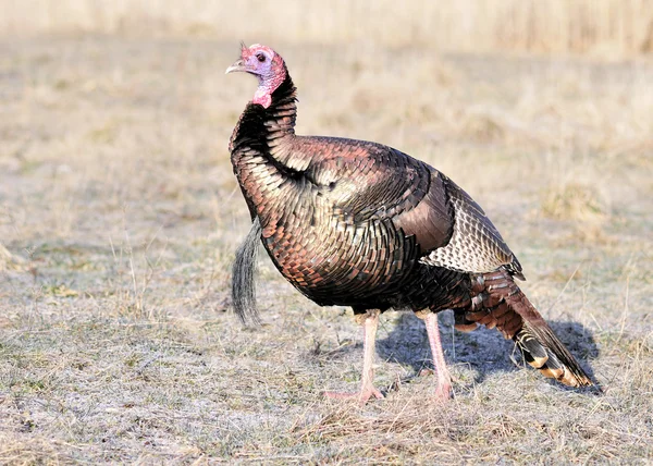 Wild Turkey — Stock Photo, Image