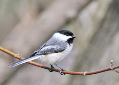 Black-capped Chickadee clipart