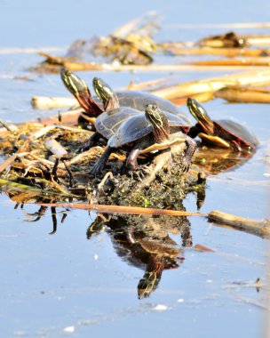 Painted Turtle clipart