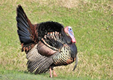 Wild Turkey (meleagris four allopavo)