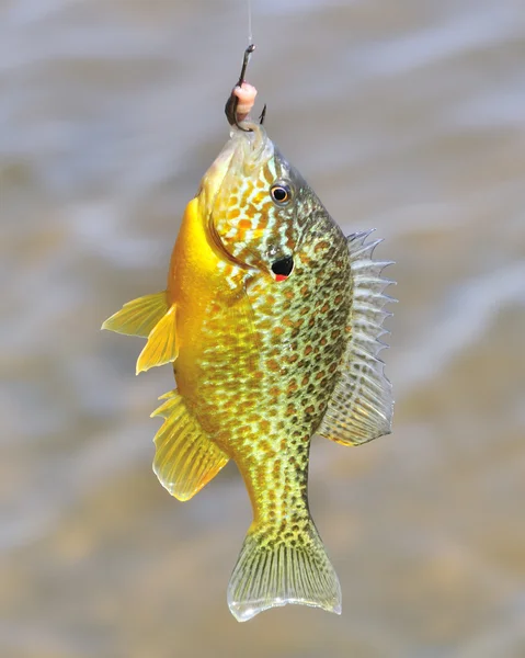 Sunfish On Hook — Stock Photo, Image