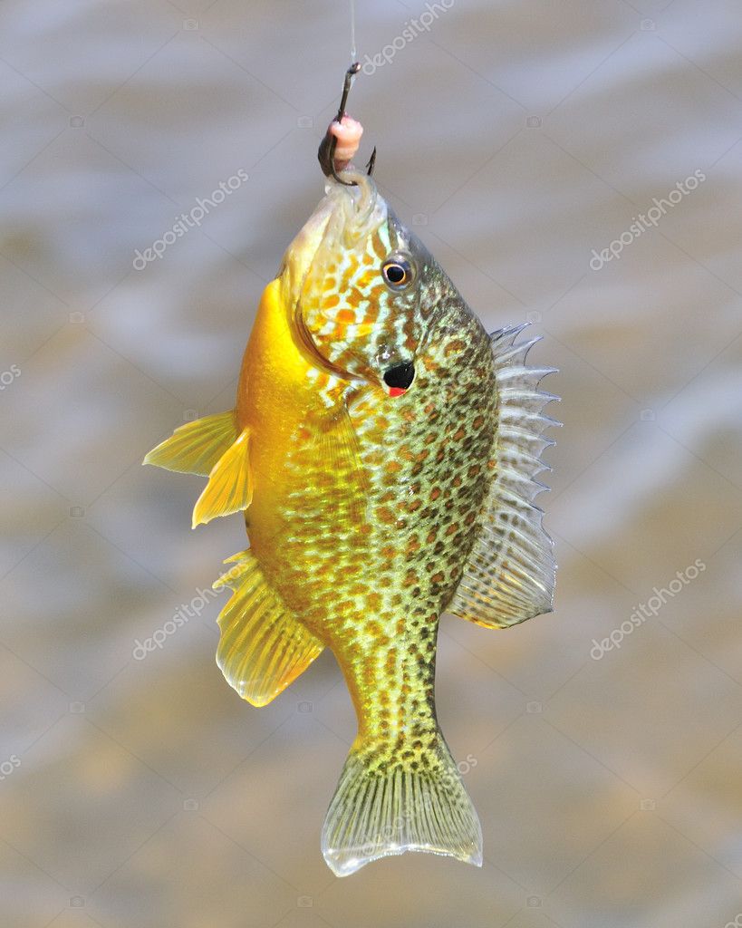 Sunfish On Hook — Stock Photo © brm1949 #2977064