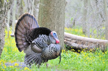 Wild Turkey (meleagris four allopavo)