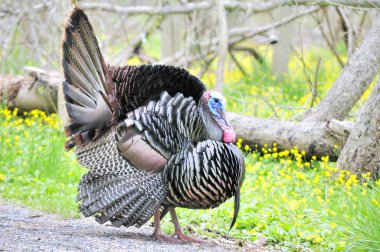 Wild Turkey (meleagris four allopavo)