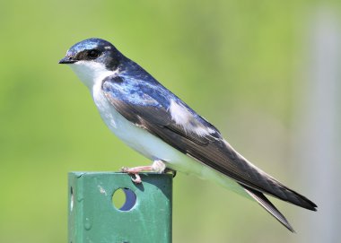 Tree Swallow clipart