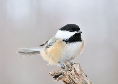 Black-capped Chickadee clipart