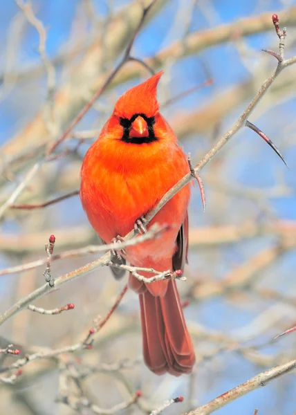 Cardenal (Cardinalis cardinalis ) —  Fotos de Stock